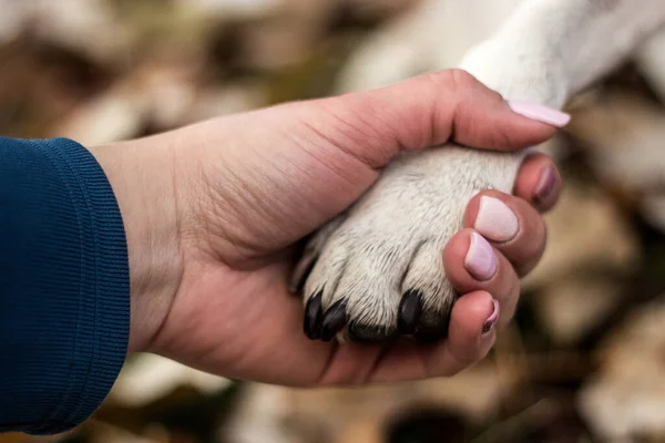 人与狗之间的握手和爱 — 图库照片