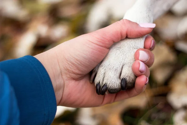 Handshake and love between human and dog