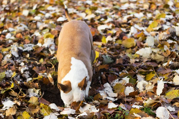 Dog dig a hole in the public park. Playing, bored, curiosity dog