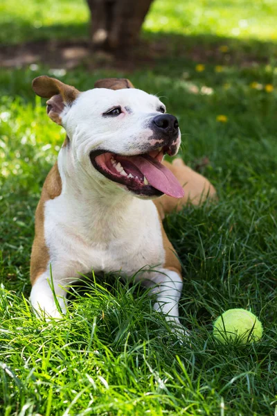 Cute American Staffordshire Terrier Playing Ball Park — Foto Stock
