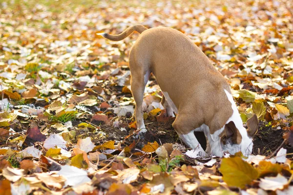 Dog dig a hole in the public park. Playing, bored, curiosity dog