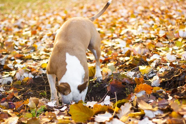 Dog dig a hole in the public park. Playing, bored, curiosity dog