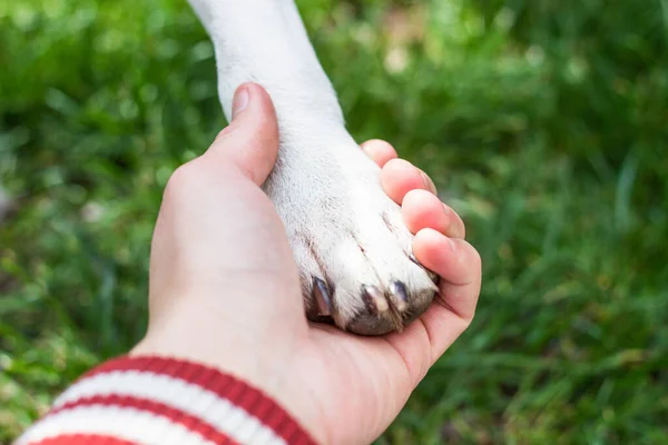 Hondenpoot Vrouwenhand Handdruk Buiten Park Het Gras — Stockfoto