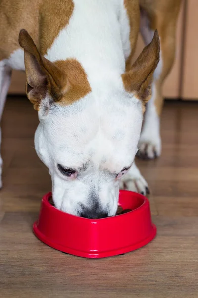 Evdeki tatlı köpek kasesinden yiyor.