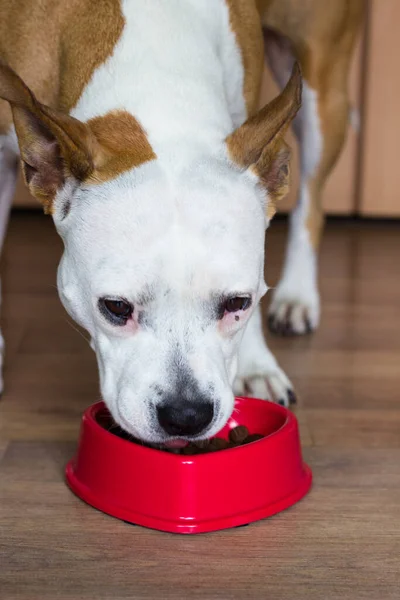 Evdeki tatlı köpek kasesinden yiyor.
