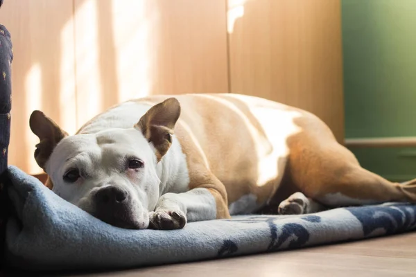 Cão Bonito Dormindo Cobertor — Fotografia de Stock