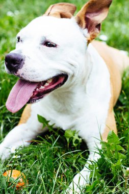 Parktaki sevimli Amerikan Staffordshire Teriyeri 'nin portresi.