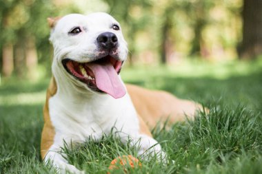 Portrait of a happy dog in the city park. Happy dog lying down at the grass