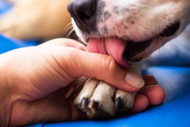 İnsan ve köpek arasındaki arkadaşlık.