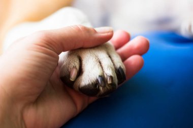 İnsan ve köpek arasındaki arkadaşlık.