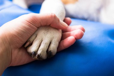 İnsan ve köpek arasındaki arkadaşlık.