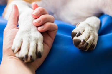 İnsan ve köpek arasındaki arkadaşlık.