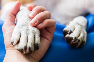 İnsan ve köpek arasındaki arkadaşlık.