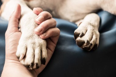 İnsan ve köpek arasındaki arkadaşlık.