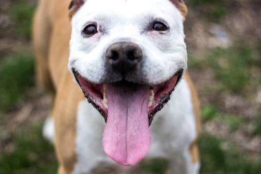 Şirin teriyer köpek portresi