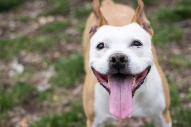Şirin teriyer köpek portresi