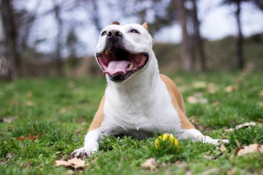 Şirin teriyer köpek portresi