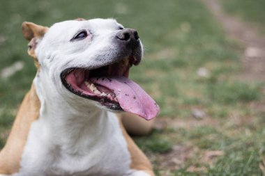 Şirin teriyer köpek portresi