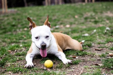Şirin teriyer köpek portresi