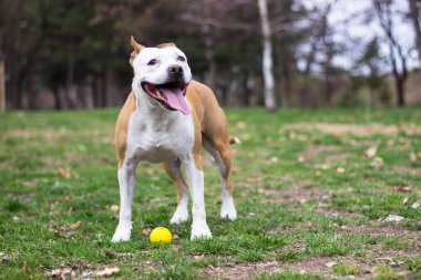 Şirin teriyer köpek portresi