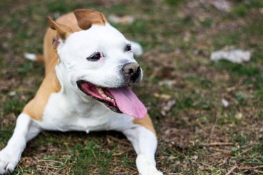 Şirin teriyer köpek portresi