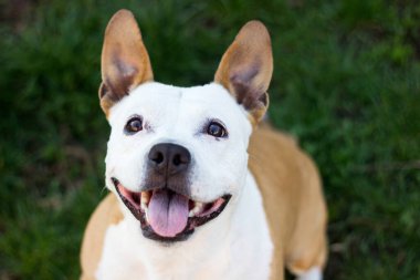 Şirin teriyer köpek portresi