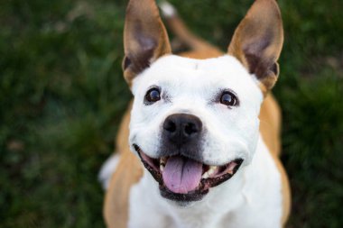 Şirin teriyer köpek portresi