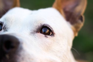 Dog eyes looking at you. Close up of a dog eye and head