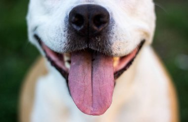 Köpekler çenelerini kapatır. Dilini çıkar.