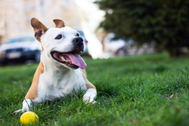 Şirin teriyer köpek portresi