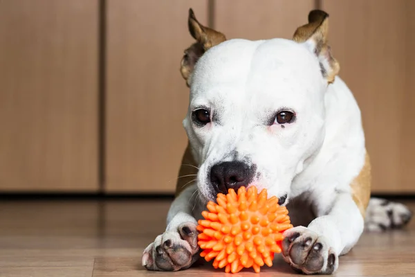 Evde köpek oyuncakla oynuyor.
