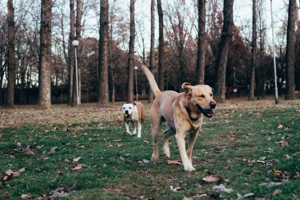 Labrador Retriever Och Staffordshire Terrier Hundar Porträtt Solig Dag Två — Stockfoto