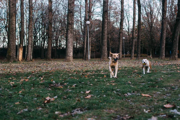 拉布拉多猎犬和斯塔福德郡宠物狗 阳光灿烂的一天 公园里两个快乐的狗朋友在玩耍 — 图库照片