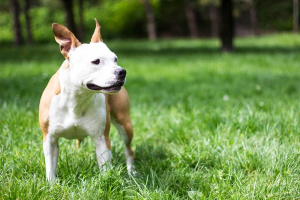 Porträt Eines Fröhlichen Und Niedlichen American Staffordshire Terrier — Stockfoto