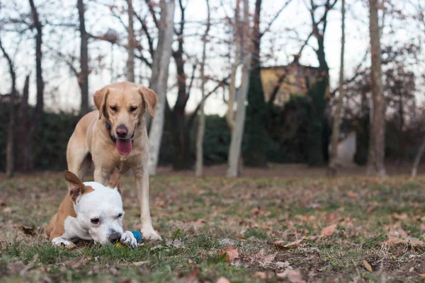 拉布拉多猎犬和斯塔福德郡宠物狗 阳光灿烂的一天 公园里两个快乐的狗朋友在玩耍 — 图库照片
