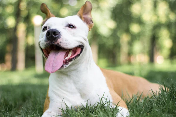 Porträt Eines Glücklichen Hundes Stadtpark Glücklicher Hund Legt Sich Ins — Stockfoto