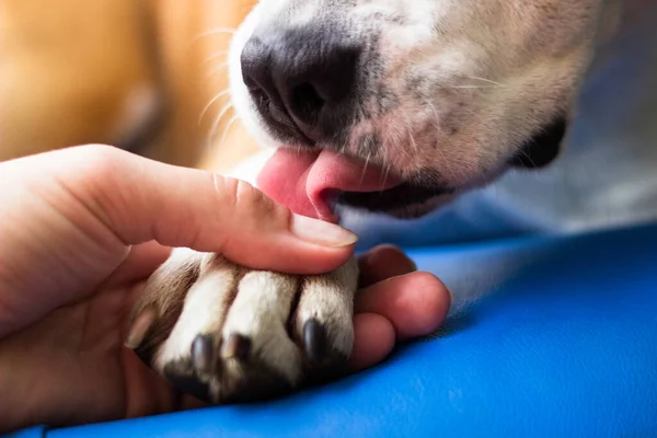 İnsan ve köpek arasındaki arkadaşlık.