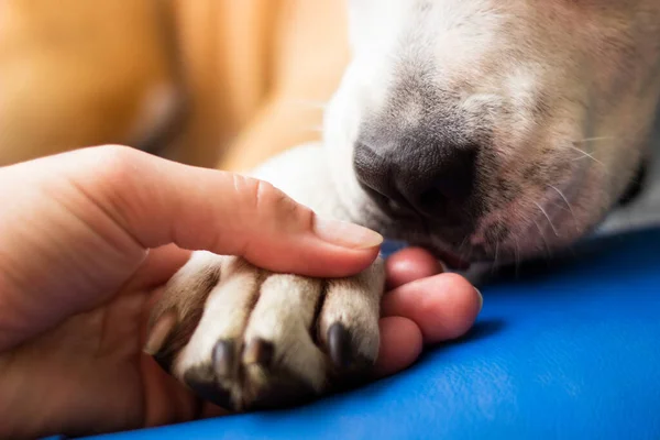 Vriendschap Tussen Mens Hond — Stockfoto