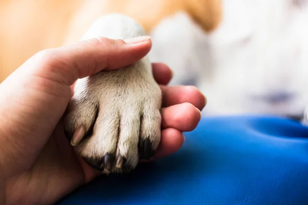 Nsan Köpek Arasındaki Arkadaşlık — Stok fotoğraf