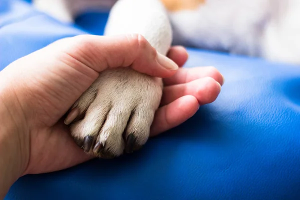 Vriendschap Tussen Mens Hond — Stockfoto