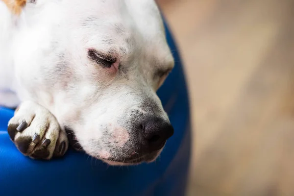 Собака Отдыхает Дома Диване — стоковое фото