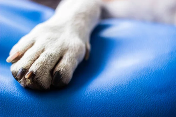 Doggie Paws Animal Themes Home Interior — Stok fotoğraf