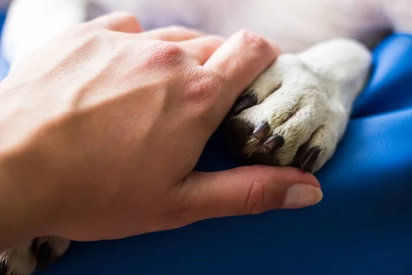 Nsan Köpek Arasındaki Arkadaşlık — Stok fotoğraf