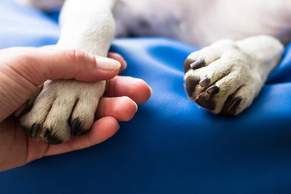 Nsan Köpek Arasındaki Arkadaşlık — Stok fotoğraf