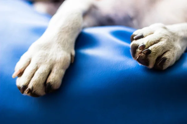 Köpek Paws, hayvan teması. İç mimari