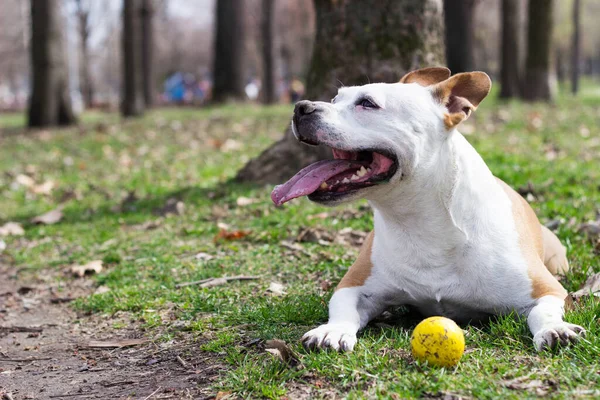 Ritratto Cane Terrier Carino Che Gioca — Foto Stock