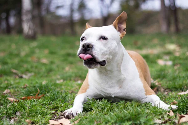 Portret Van Schattige Terriër Hond Spelen — Stockfoto