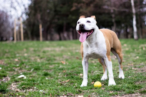 Ritratto Cane Terrier Carino Che Gioca — Foto Stock