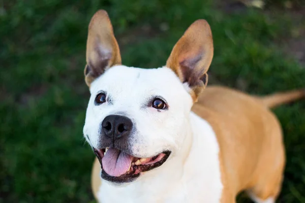 Portret Van Schattige Terriër Hond Spelen — Stockfoto