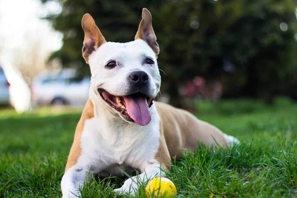 Portret Uroczego Psa Terrier Gry — Zdjęcie stockowe